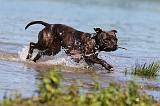 STAFFIE 156